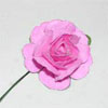 Pale Pink Fragile Rose
