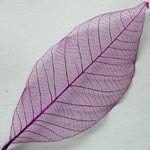 Purple Skeleton Leaves