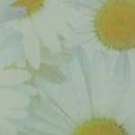 Daisies (White) - Vellum Paper