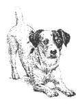 Jack Russell Dog - Rubber Stamp
