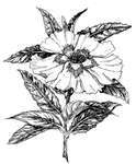Exotic Flower - Rubber Stamp