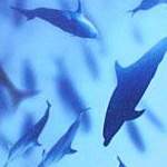 Dolphins - Vellum Paper