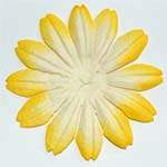 Decorative two toned yellow & white flower