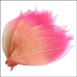 Two Tone Light & Bright Pink Skeleton Leaves